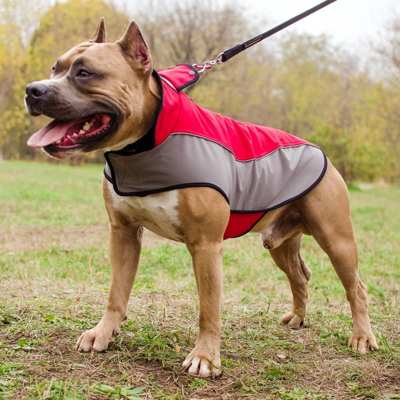Дождевик для американского стаффордширского терьера «Raincoat Cape»